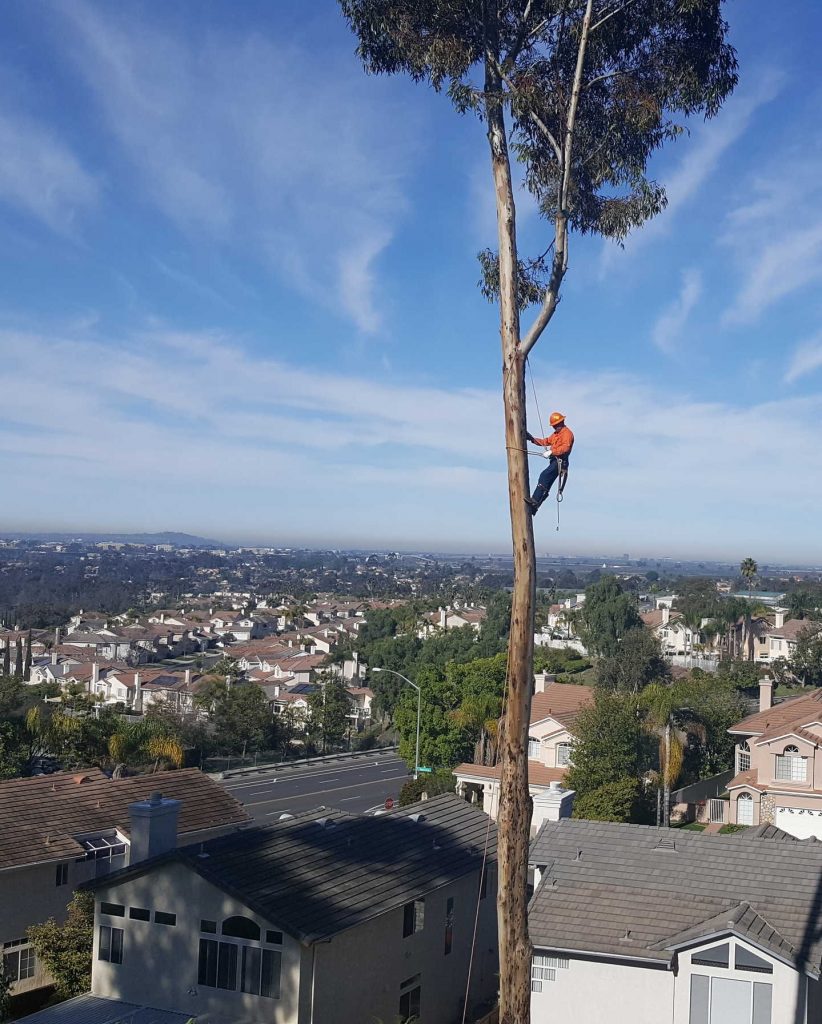 Ever wonder what happens to trees when they need to be removed?