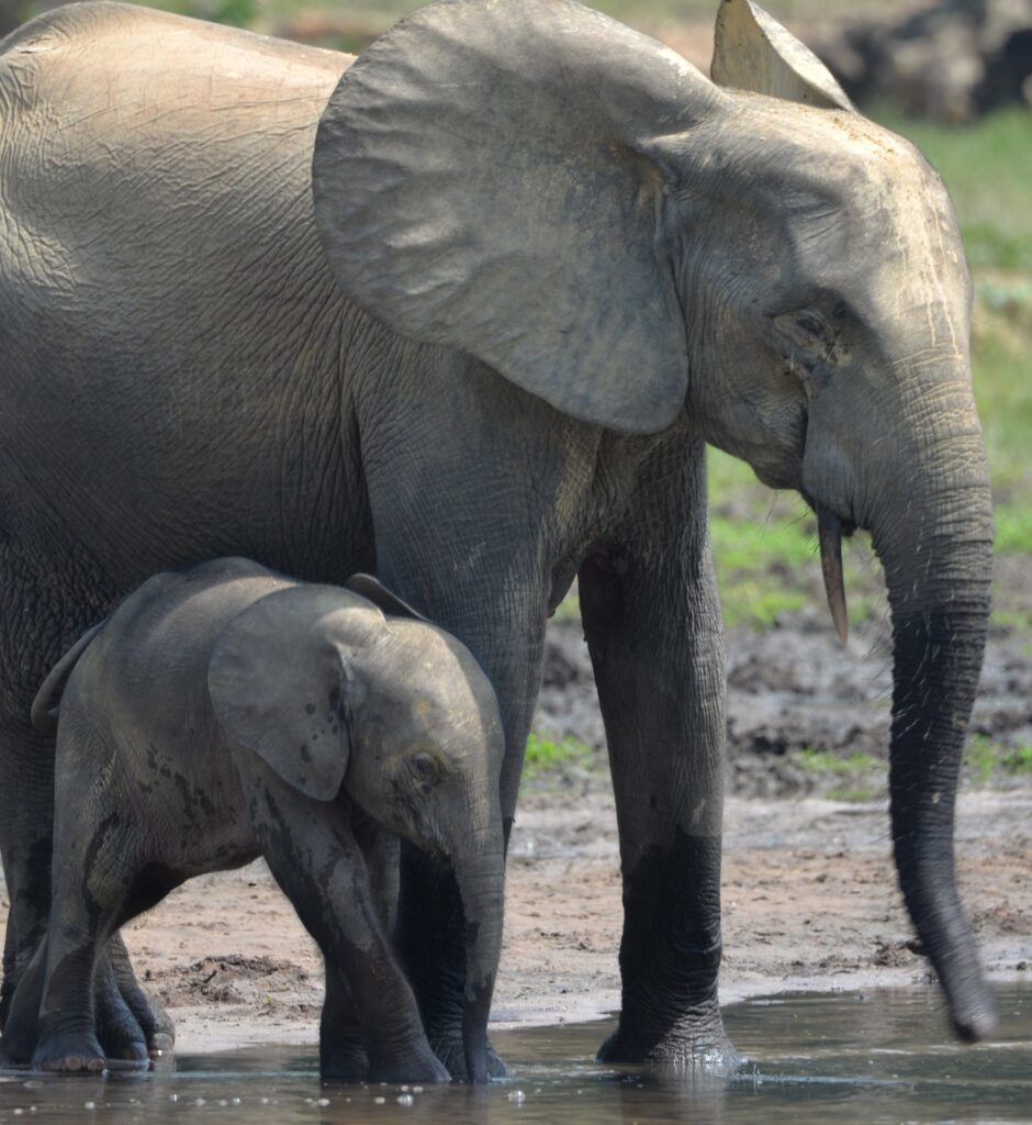 Two African forest elephants, one large and one small, wade in muddy water