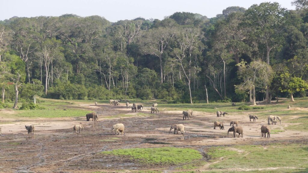 A herd of African forest elephants meanders across a muddy plain with a forest in the background
