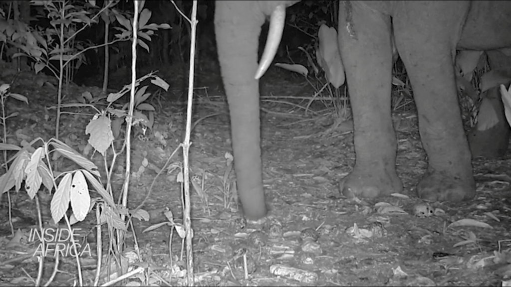 A black and white photo of an African elephant in a rainforest at night taken by a wildlife camera