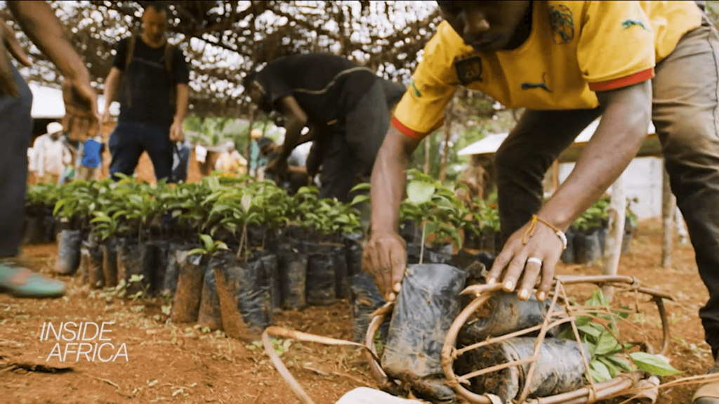 A man wearing a yellow shirt and khaki pants collects an ebony seedling from a plant nursery in Cameroon, Africa